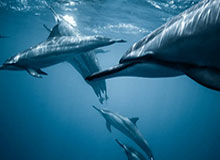 百家乐规则-大众开麦｜全场最佳彭啸！山东泰山青训尖刀出鞘 助U23国足挺进决赛